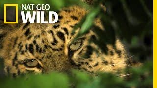 Watch Nat Geo Wild full episodes online free - FREECABLE TV