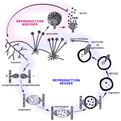 Cycle monogénétique haplophasique du Mucor [Évolution et caractéristiques]