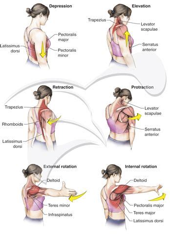 حرکات کمربند شانه (Shoulder girdle movements) | Yoga anatomy, Hand therapy, Massage therapy