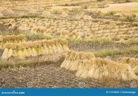 Paddy Rice Harvest Stock Photo - Image: 11414840