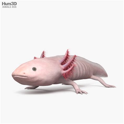 3D model of Axolotl HD available for Download in FBX, OBJ, 3DS, C4D and other file formats for ...