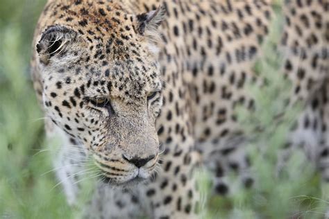 Namibia Wildlife Sanctuary - The Mighty Roar