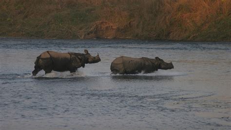 Wildlife in Nepal | Nepal Eco Adventure