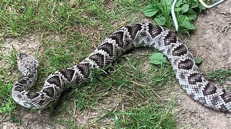 Timber rattlesnake vs. Eastern diamondback - YouTube