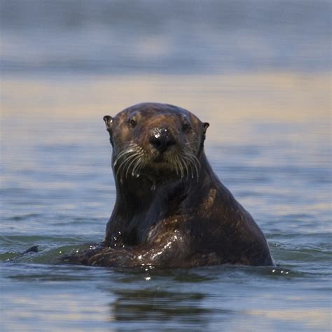 Sea Otter,Morro Bay Estuary, Morro Bay, CA sea-otter_a_f_5… | Flickr