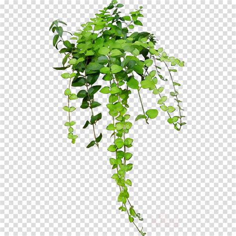 Hanging Plant Clipart Transparent Background ~ Alienware Png Logo | Bodewasude