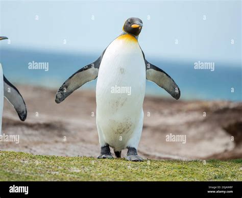 King Penguin, Falkland Islands Stock Photo - Alamy