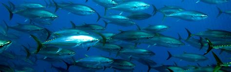 Tuna Species | Princes Tuna Mauritius