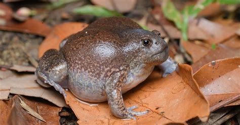 Burrowing Frog Animal Facts | AZ Animals