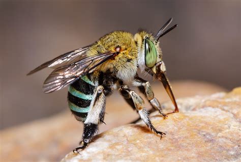 Así son las abejas azules de Australia que sorprendieron a sus ...