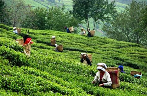 Sylhet Tea Gardens | Tea garden, Tea farm, Draw on photos