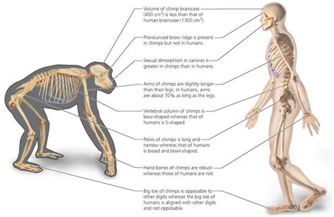 Difference between similar terms in 2021 | Human, Chimp, Canine