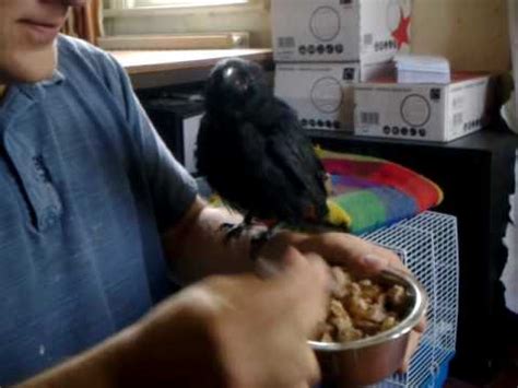 Feeding baby crow - YouTube