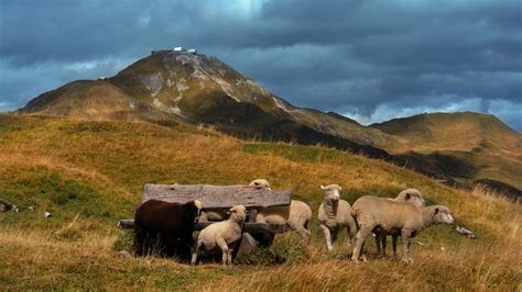 Sheep On Mountain With Background Of Mountain And Cloudy Sky HD Animals Wallpapers | HD ...