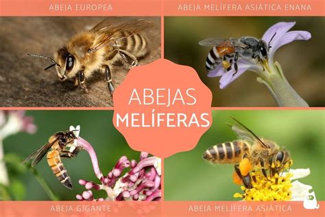 ABEJAS MELÍFERAS - Especies, características y fotos