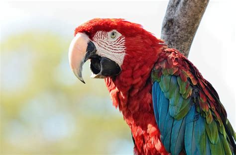 Determining The Sex Of A Macaw | BeChewy