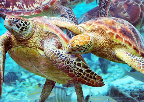 Luxury Bora Bora Holidays and Hotels | Exclusive Travel | Turtle sanctuary, Turtle swimming, Sea ...