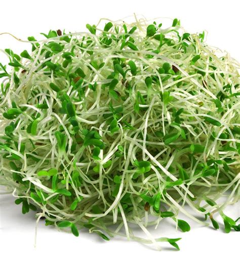 Organic Alfalfa Sprouting Seeds – West Coast Seeds