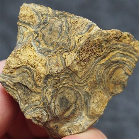 Stromatolie Bolivia Precambrian period Fossil Natural stone Fossilien | Fossils, Fossil, Natural ...