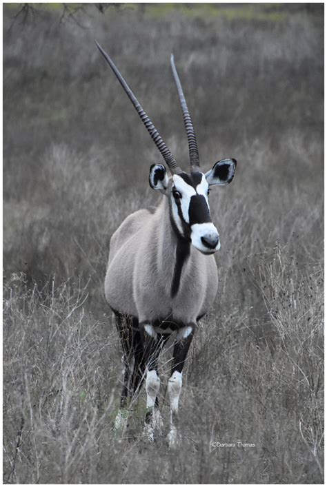 Gemsbok Oryx - Animal & Insect Photos - Kodak Moment