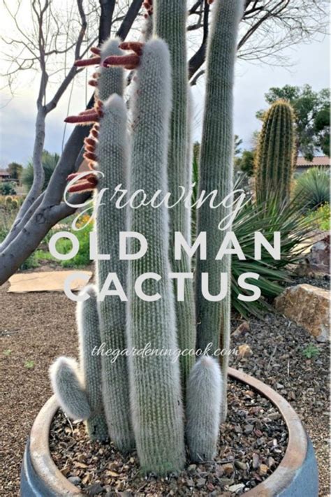 Old Man Cactus - Growing Tips for Cephaocereus Senilis