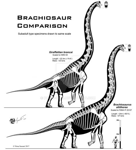 Brachiosaur comparison by Paleo-King on DeviantArt