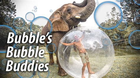 Bubbles The Elephant Almost Pops the Bubble | Myrtle Beach Safari - YouTube