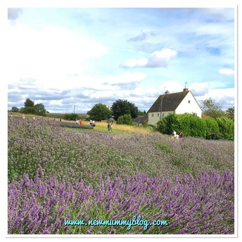 Cotswold Lavender Fields | August 2017 #MySundayPhoto - New Mummy Blog