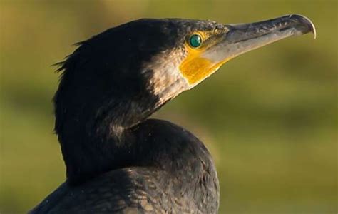 Phalacrocorax carbo, Great Cormorant, identification guide in 2022 ...