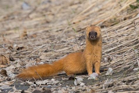 Japanese weasel - Alchetron, The Free Social Encyclopedia