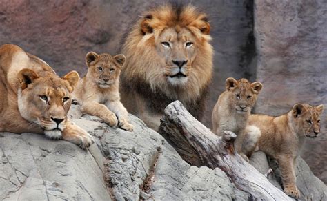 African Lion Cubs - The Sacramento Zoo | Sacramento zoo, Lion family, Lion species