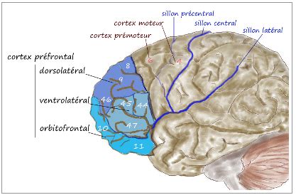 Bipolar Disorder and Brain Chemistry | SiOWfa15: Science in Our World: Certainty and Controversy