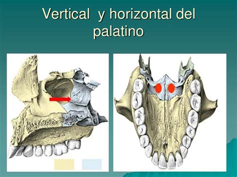 Hueso Palatino