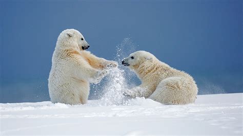 Fonds d'ecran Ours Ours blanc Deux Neige Animaux télécharger photo