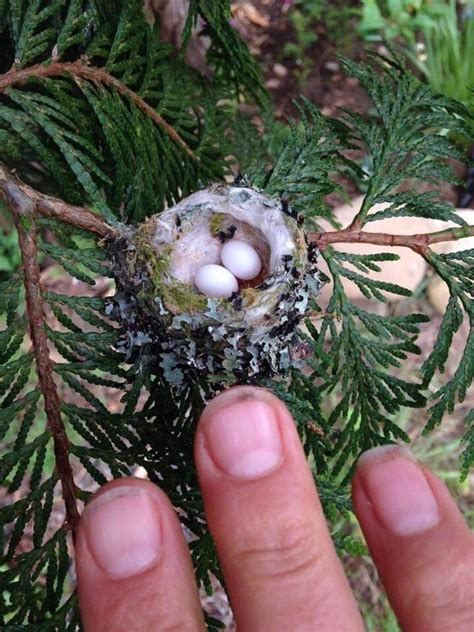 This is what a hummingbird nest looks like. : r/pics