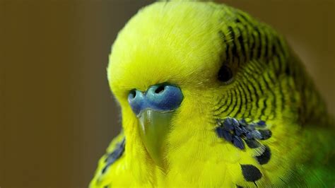 Disco the Parakeet Makes His World Debut on the BBC Program ‘Pets – Wild at Heart’