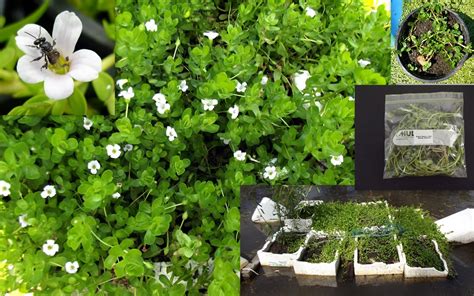 Brahmi Memory Herb Plant Cuttings Bacopa Monnieri | Fair Dinkum Seeds