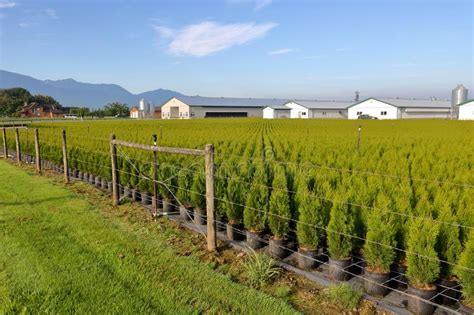 Major Cedar Tree Nursery stock image. Image of shrub - 120235591