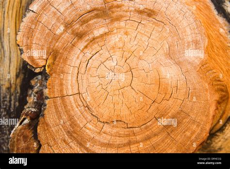 Bristlecone pine cut showing tree rings, Ancient Bristlecone Pine Stock Photo: 61233888 - Alamy