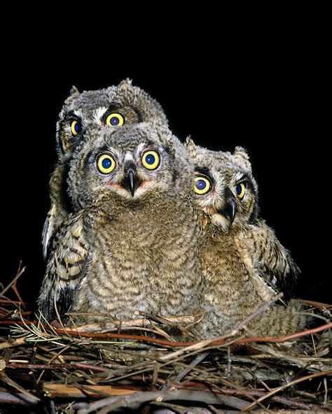 Great horned owl chicks - Jim Zuckerman photography & photo tours