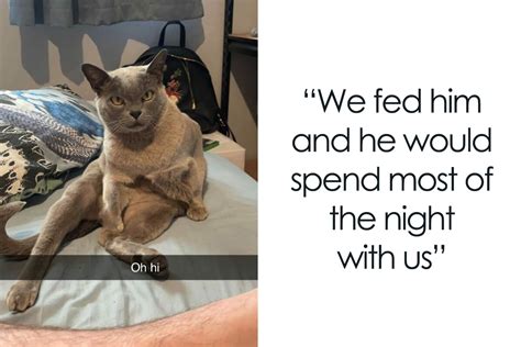 40 Of The Best ‘My House, Not My Cat’ Moments That Left Humans Totally ...