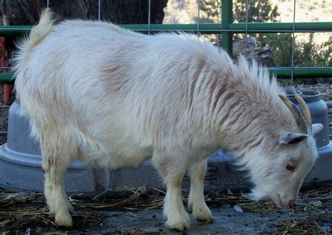 Nigerian Dwarf Goat Doe with horns. www.TheBigWRanch.com | Flickr ...