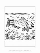 Printable Trout Coloring Sheet · InkPx sketch template