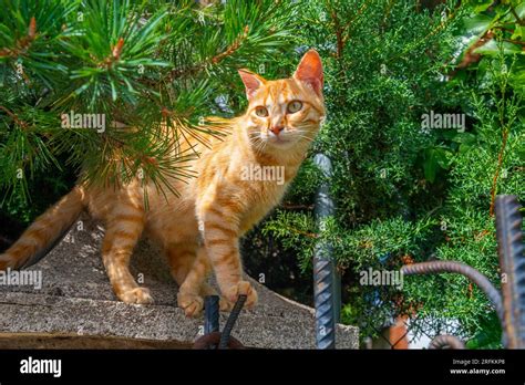 Orange tabby cat Stock Photo - Alamy