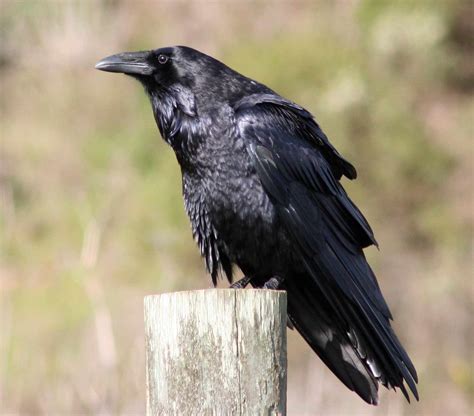 Common Raven - All Birds Wiki