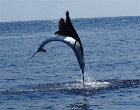 Best Sailfish & Marlin Fishing | Guatemala | MAD MARLIN