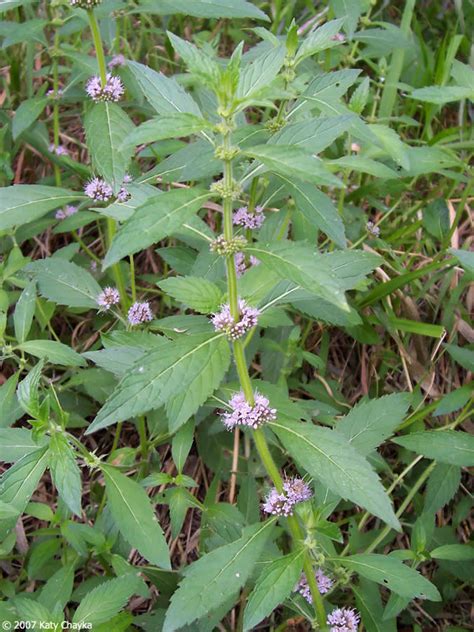 Mentha arvensis (Wild Mint): Minnesota Wildflowers