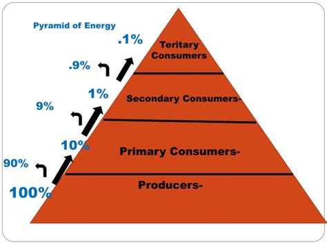 What Is A Energy Pyramid