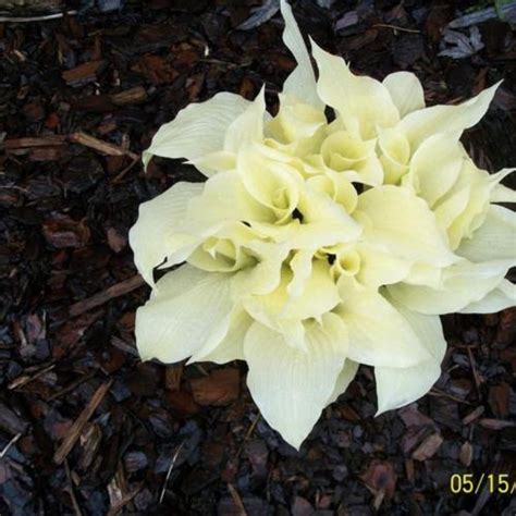 Hosta 'White Feather' in the Hostas Database - Garden.org