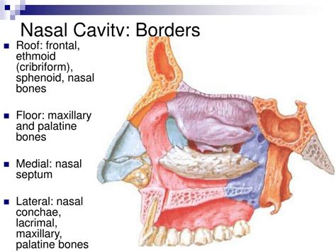 Roof Of Nasal Cavity Bones - The Anatomy Of The Nose Dummies - The elevators include the ...